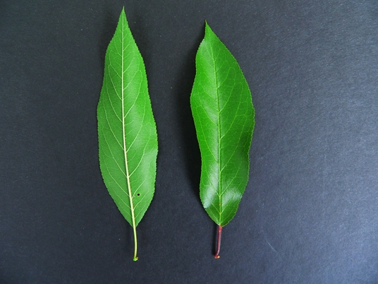 {Prunus angustifolia}